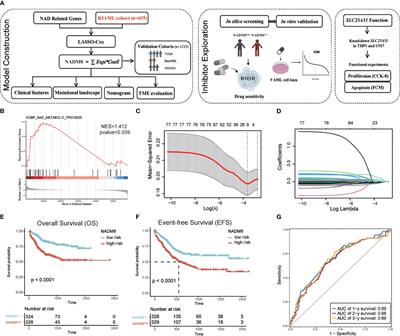 NAD metabolism-related genes provide prognostic value and potential therapeutic insights for acute myeloid leukemia